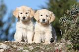 GOLDEN RETRIEVER 571